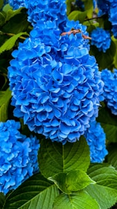 Garden Hydrangea