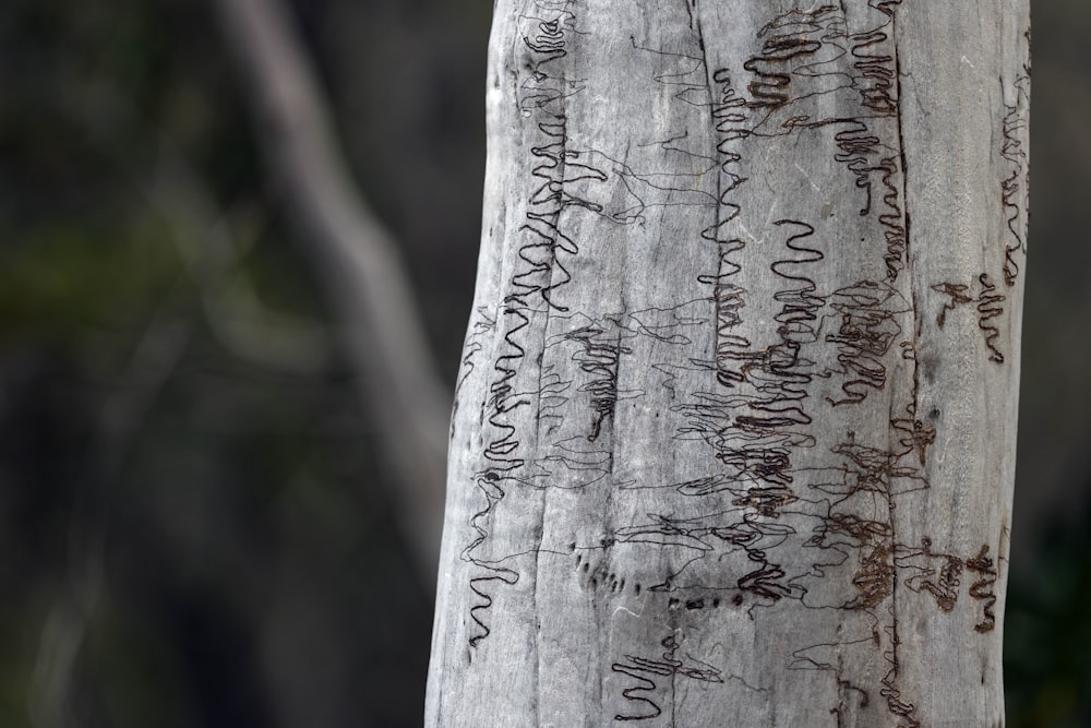 un primo piano di un albero con scritte su di esso