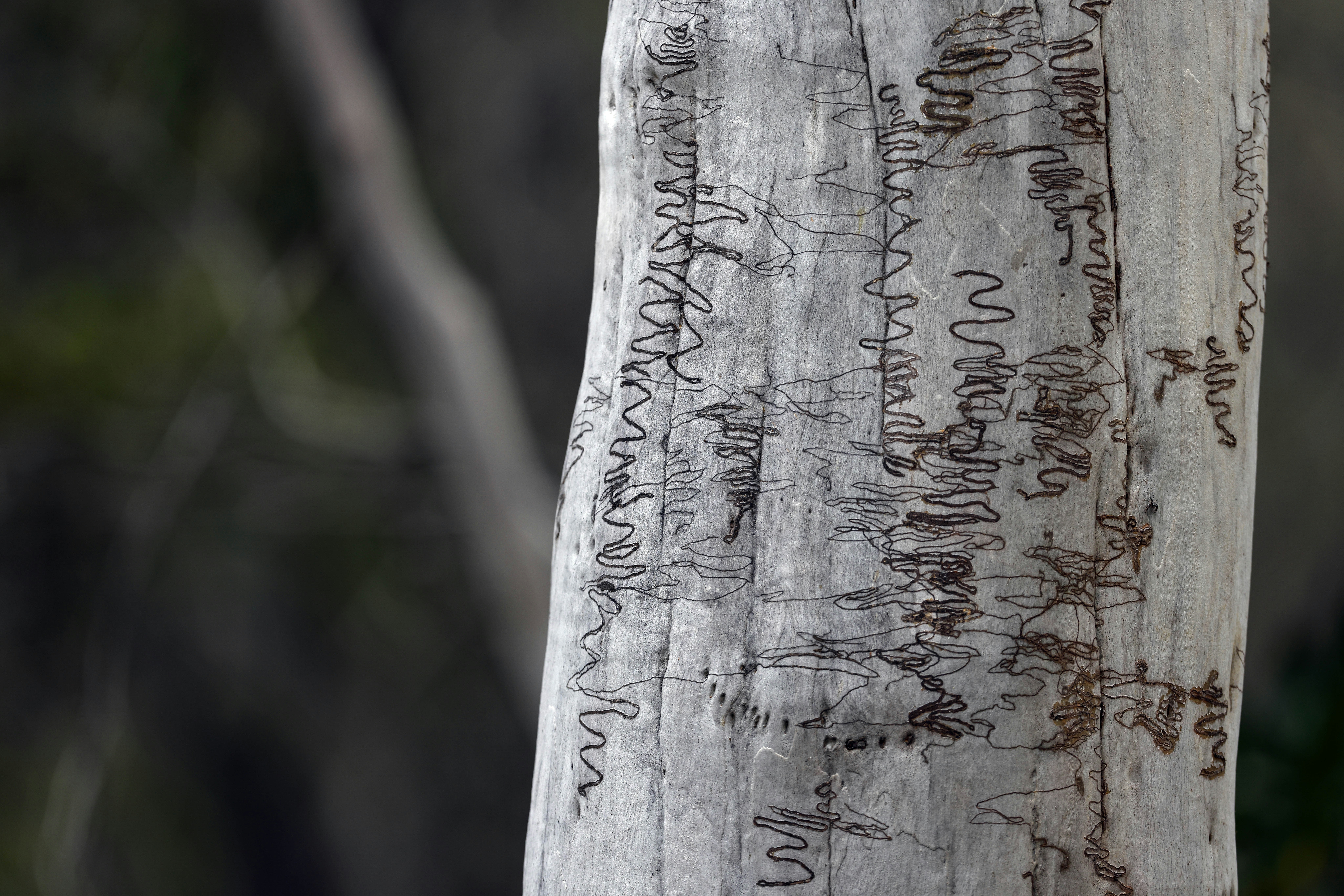 Scribbly Gum marked by grubs that feed under the bark & are revealed when the old bark is shed.