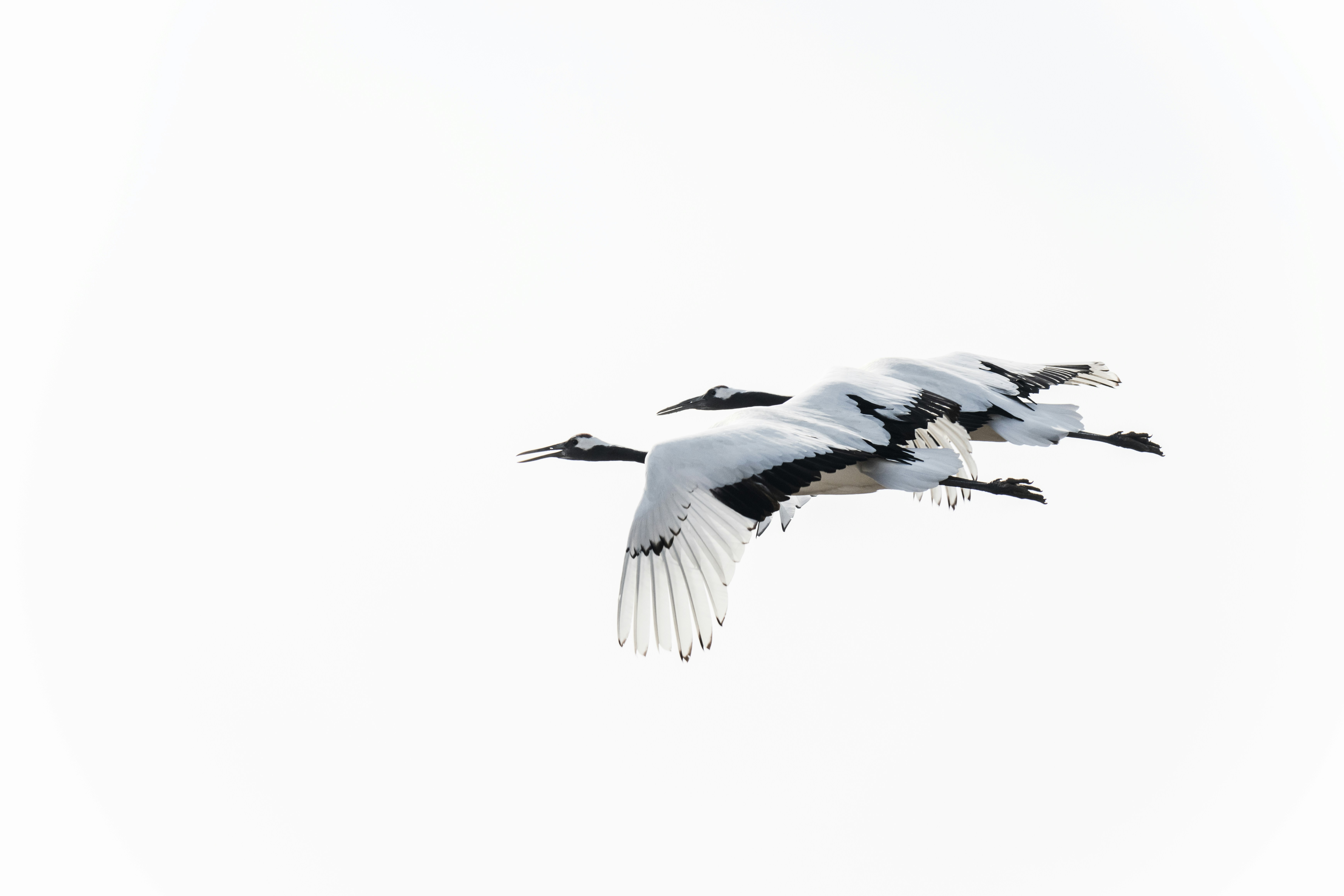 Photo by juliuscarmine