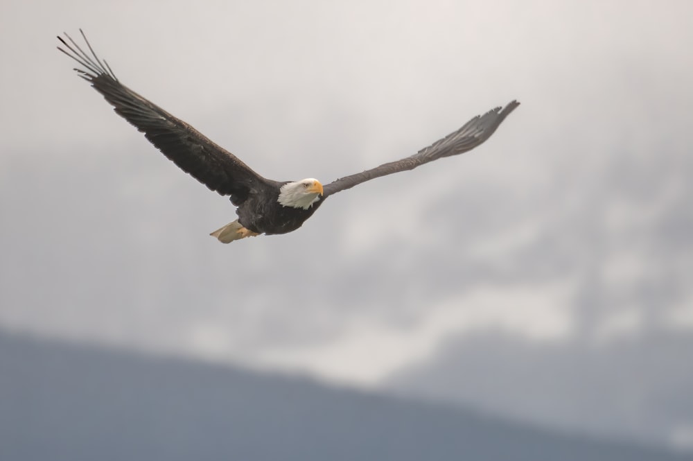 a bald eagle soaring through the air