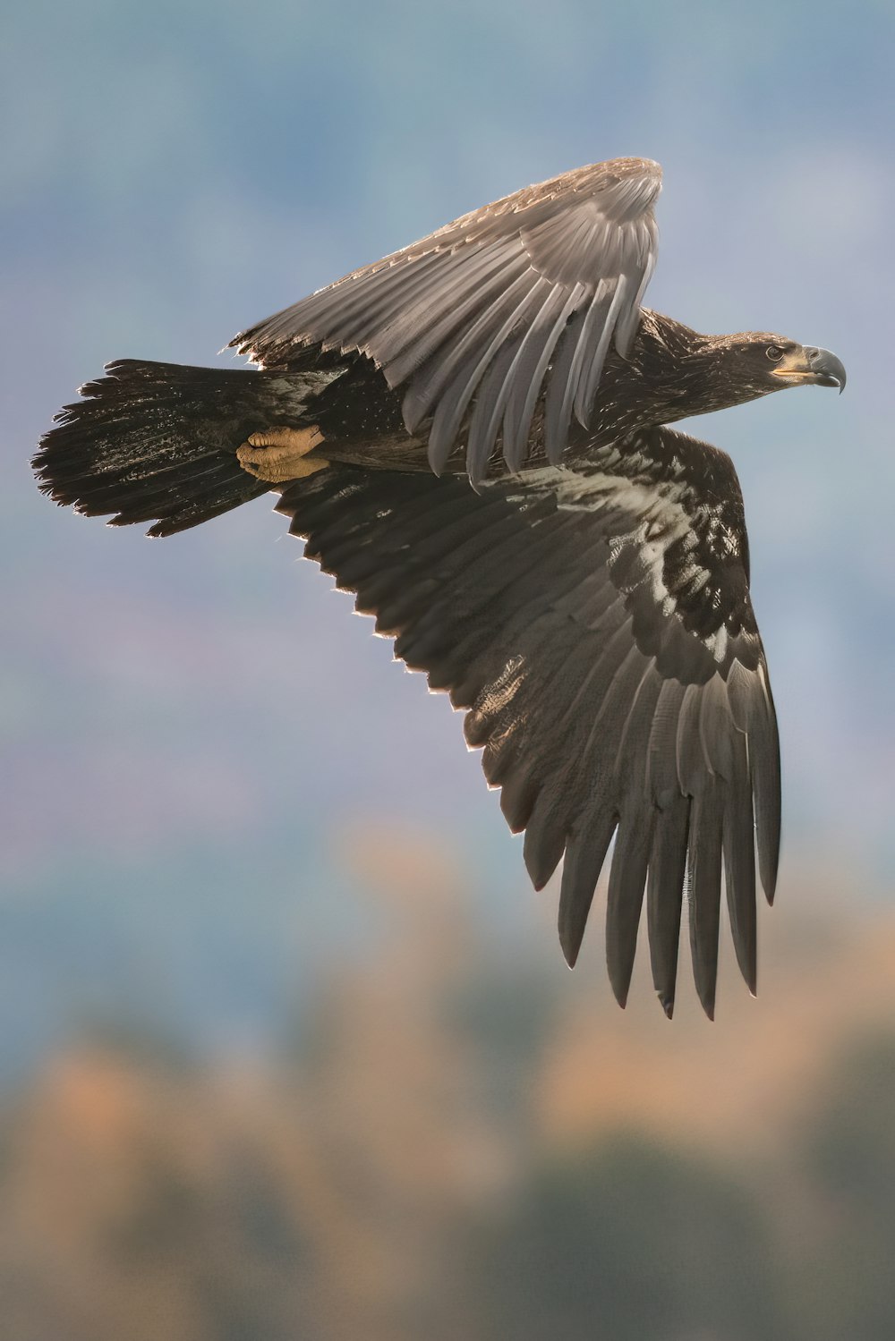 a bird that is flying in the sky