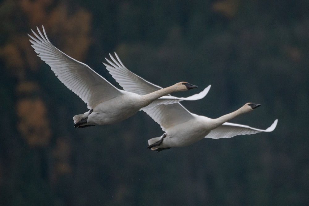 two white swans flying in the air