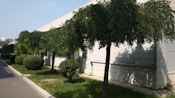 Neatly trimmed trees line the edge of a building with white tiled walls. The grass and pavement form a clean path around the hedges and trees, suggesting a maintained landscape.