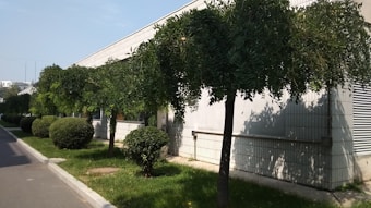 Neatly trimmed trees line the edge of a building with white tiled walls. The grass and pavement form a clean path around the hedges and trees, suggesting a maintained landscape.