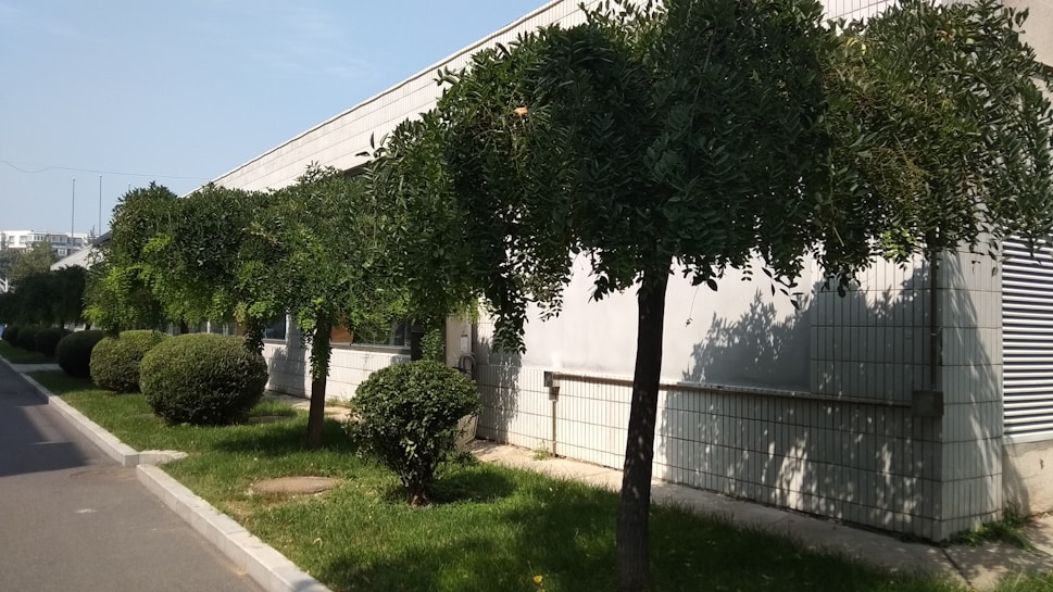 Neatly trimmed trees line the edge of a building with white tiled walls. The grass and pavement form a clean path around the hedges and trees, suggesting a maintained landscape.