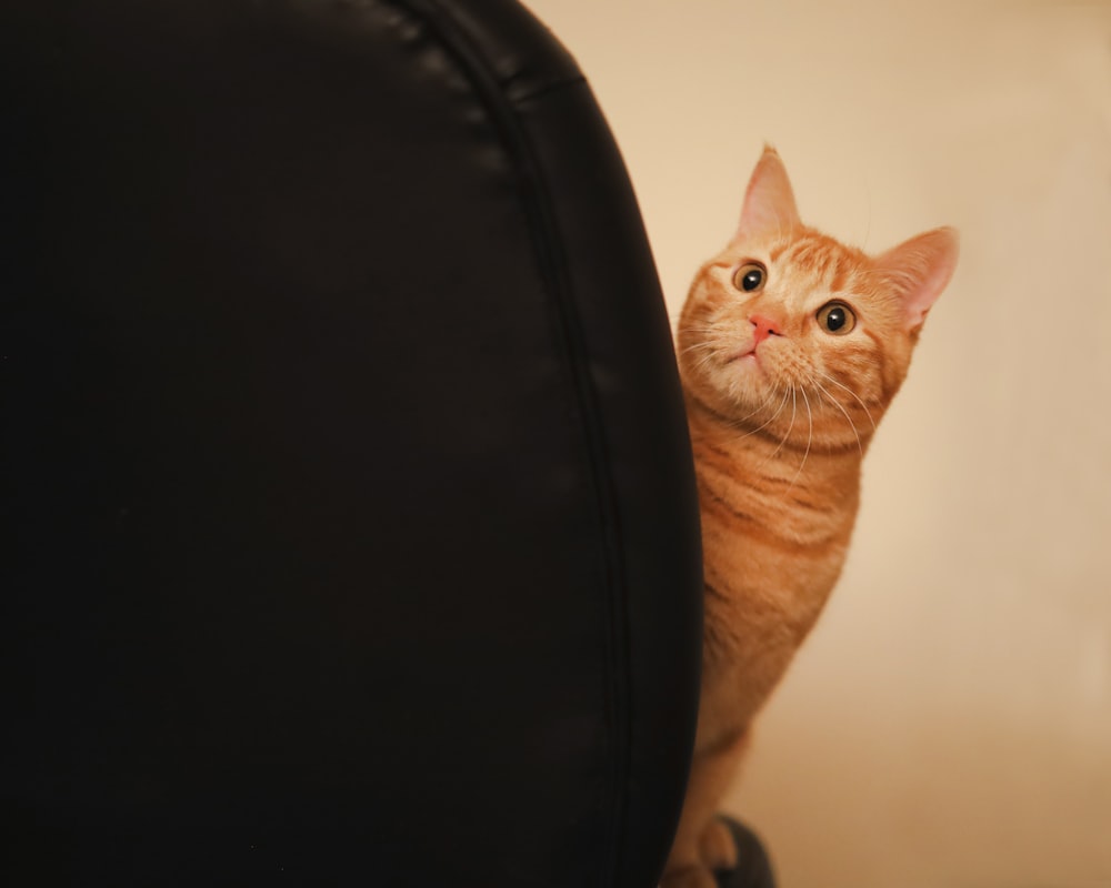 an orange cat sitting on top of a black chair