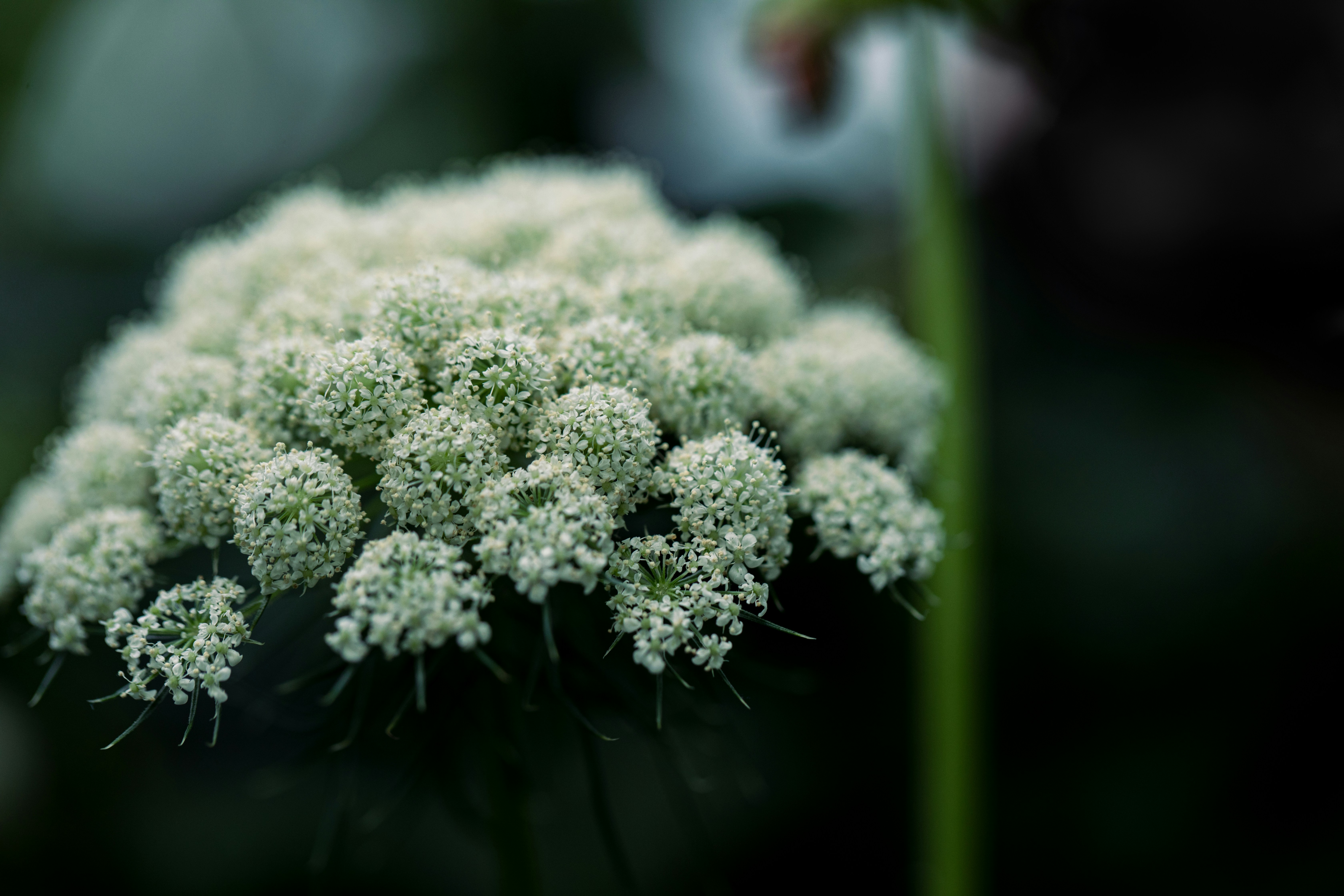a close up of a flower with a blurry background