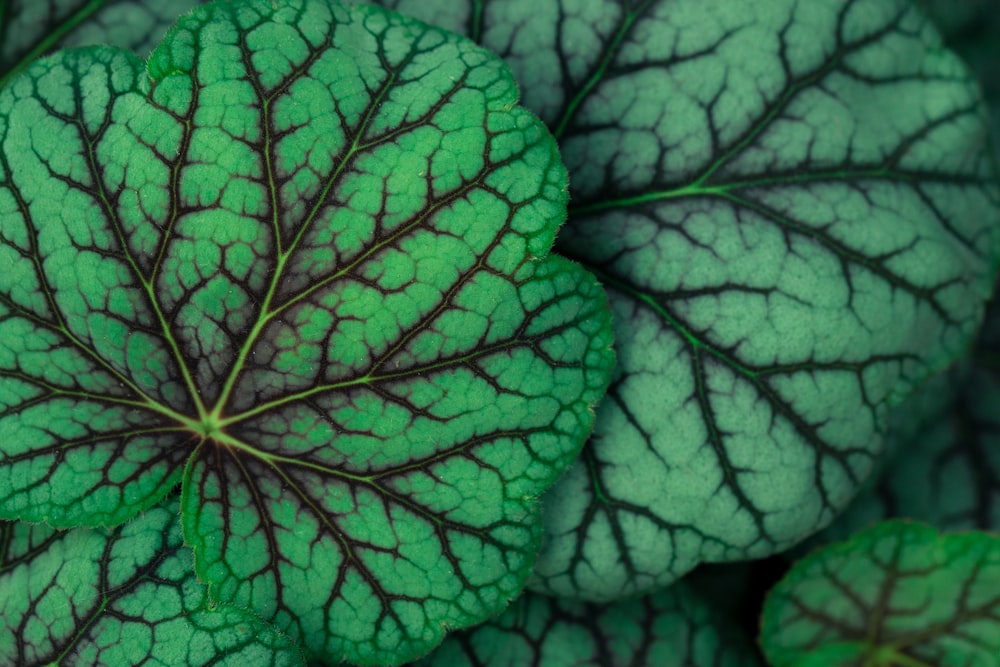 a close up of a green and brown leaf