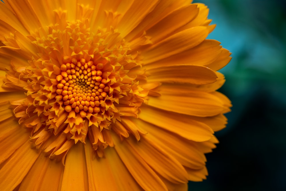 a close up of a bright yellow flower