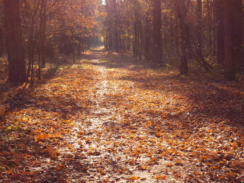 a path through a forest with lots of leaves on the ground