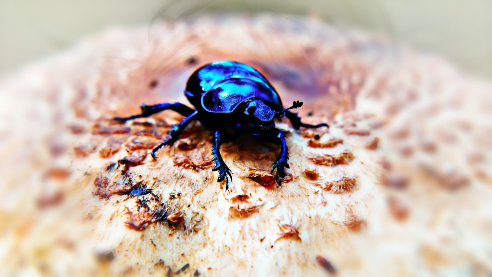 a blue beetle sitting on top of a piece of wood