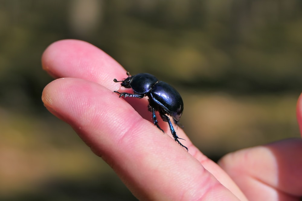 a close up of a person holding a beetle