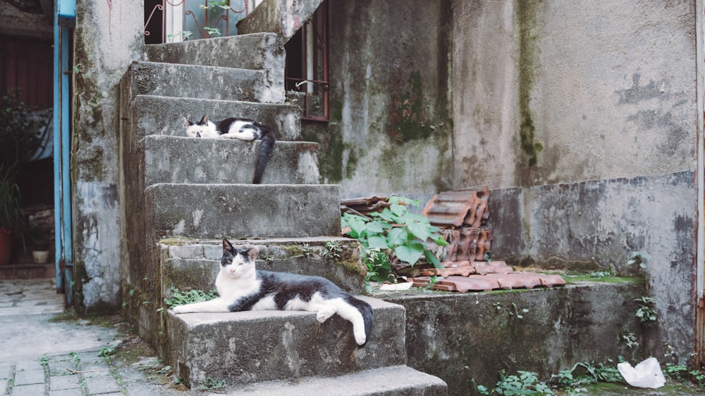 a black and white cat sitting on steps next to a building