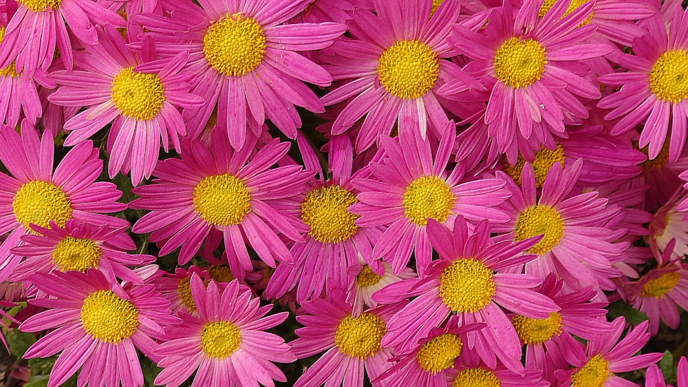 a bunch of pink flowers with yellow centers