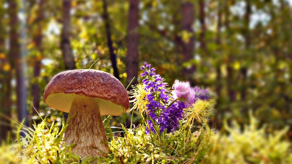 a mushroom sitting on top of a lush green field