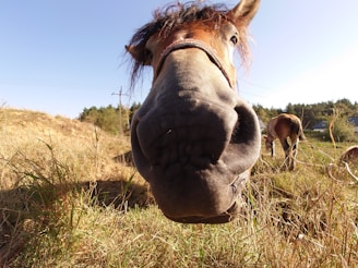 Близък план на любопитен кон, който гледа към камерата и добавя приятелско излъчване към атмосферата