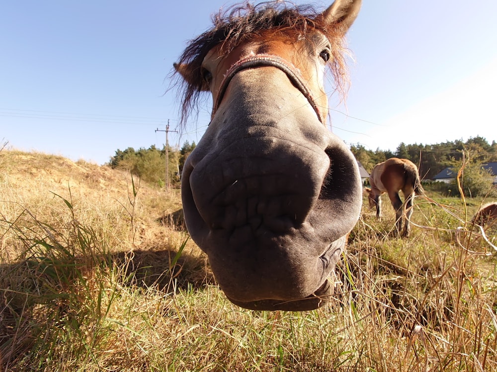 a horse sticking its head over a fence