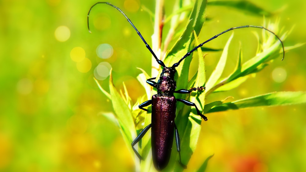 Un primer plano de un insecto en una planta