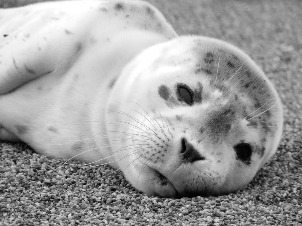 a grey seal laying on top of a sandy beach