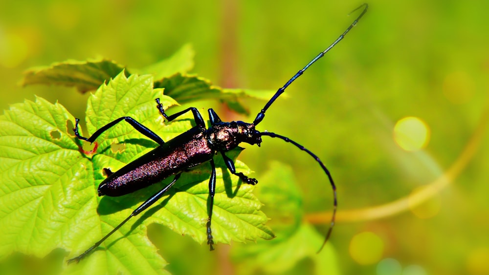 a black bug sitting on top of a green leaf