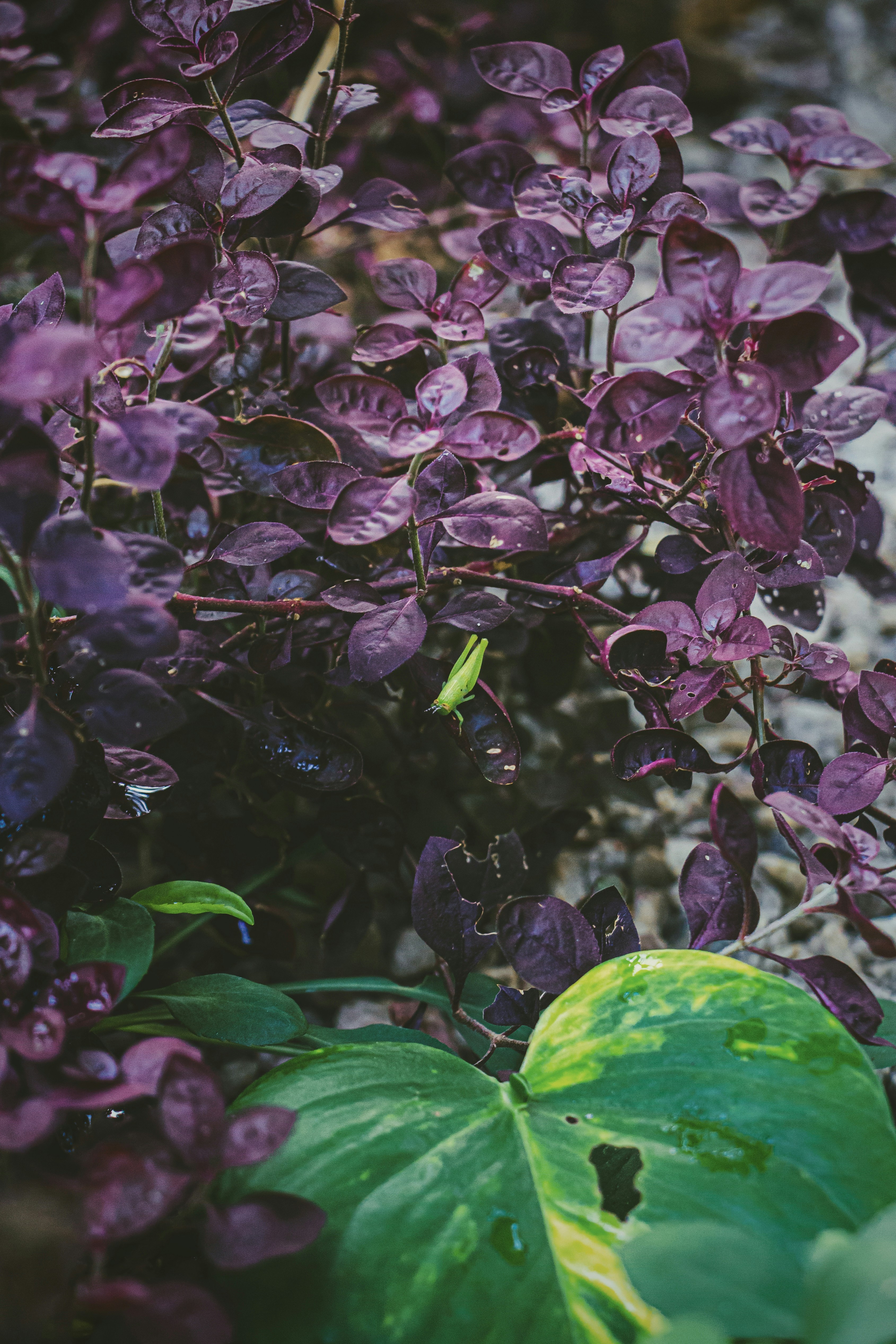 Photo by francos_chapter