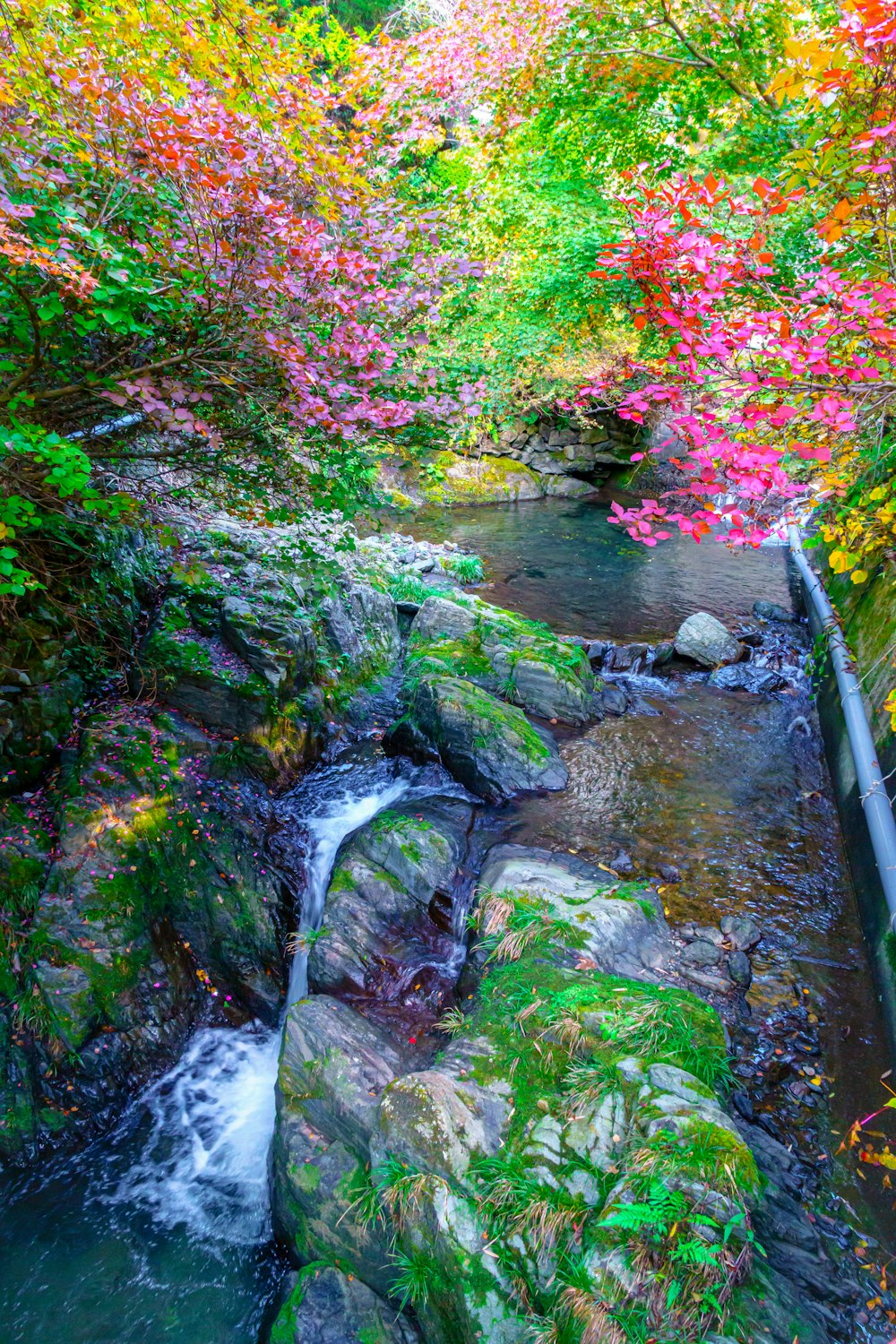 a stream running through a lush green forest