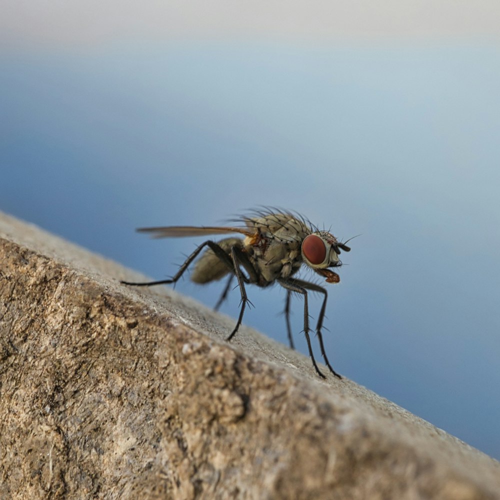 a close up of a fly on a rock
