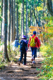 A group of people is hiking through a lush forest path surrounded by tall trees and dense undergrowth. The sunlight filters through the leaves, creating a pattern of light and shadow on the ground. The hikers are dressed in colorful outdoor attire, each carrying a backpack.