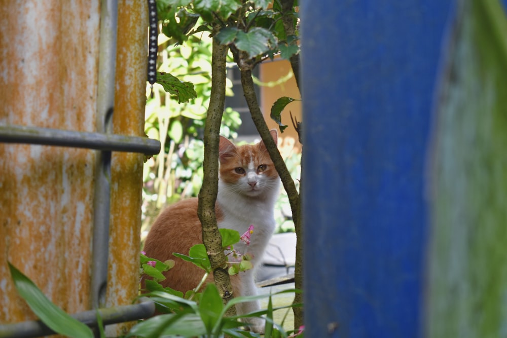 an orange and white cat sitting in a tree