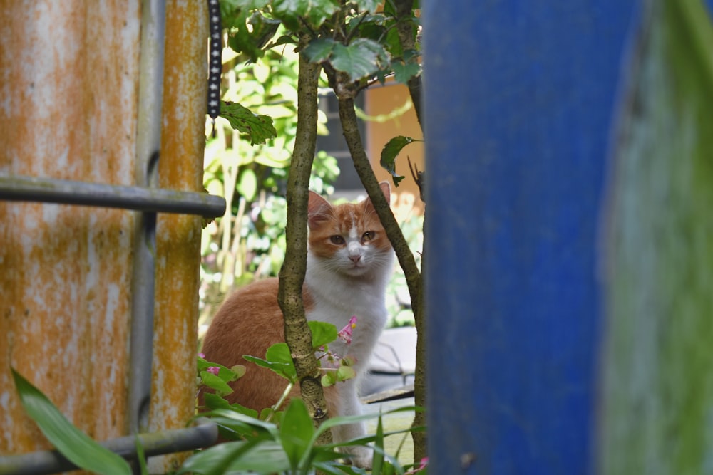 나무에 앉아 있는 주황색과 흰색 고양이
