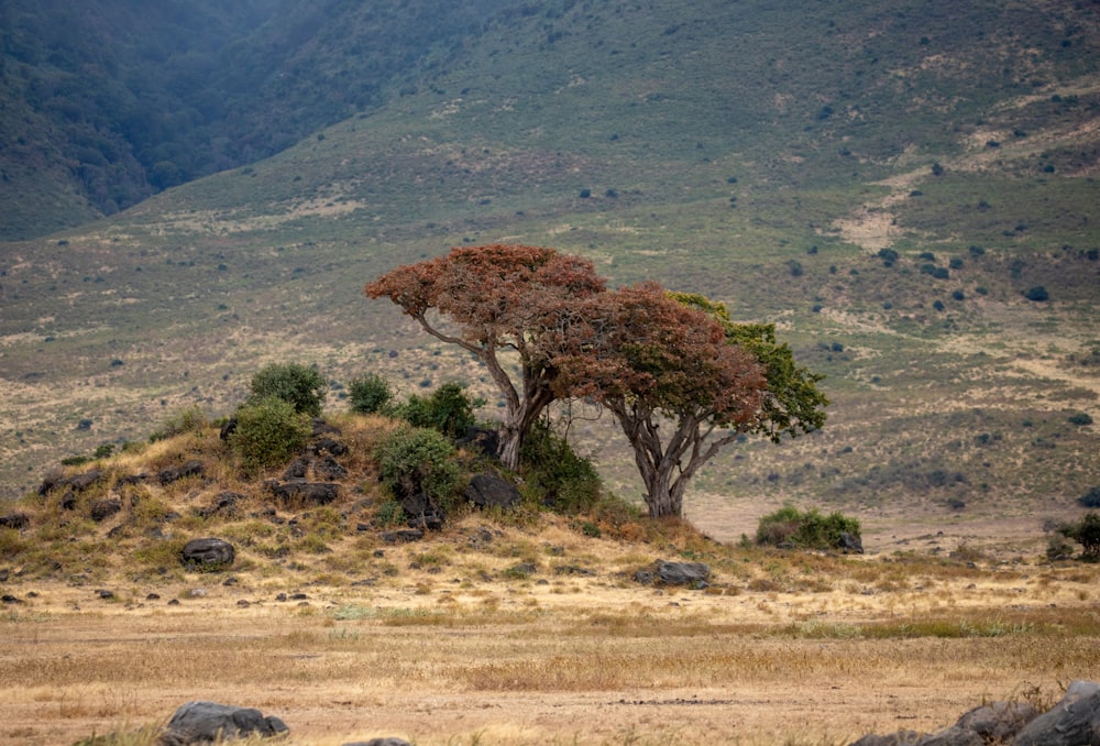 une girafe solitaire debout dans un champ avec des montagnes en arrière-plan