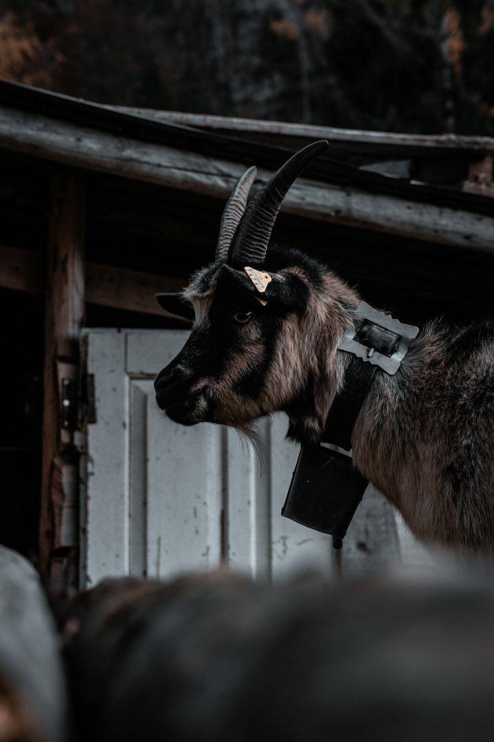 a goat with long horns standing next to a building