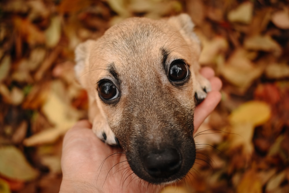 a person holding a small dog in their hand