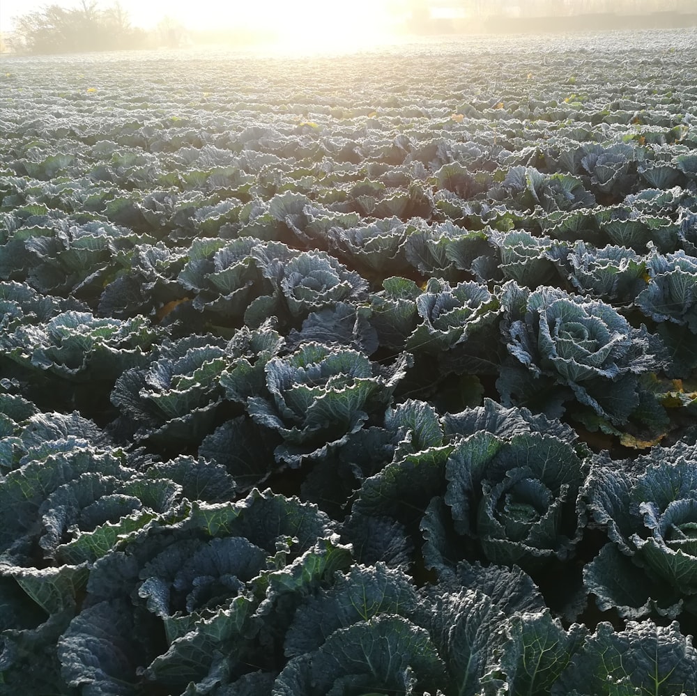 a large field of lettuce with the sun in the background