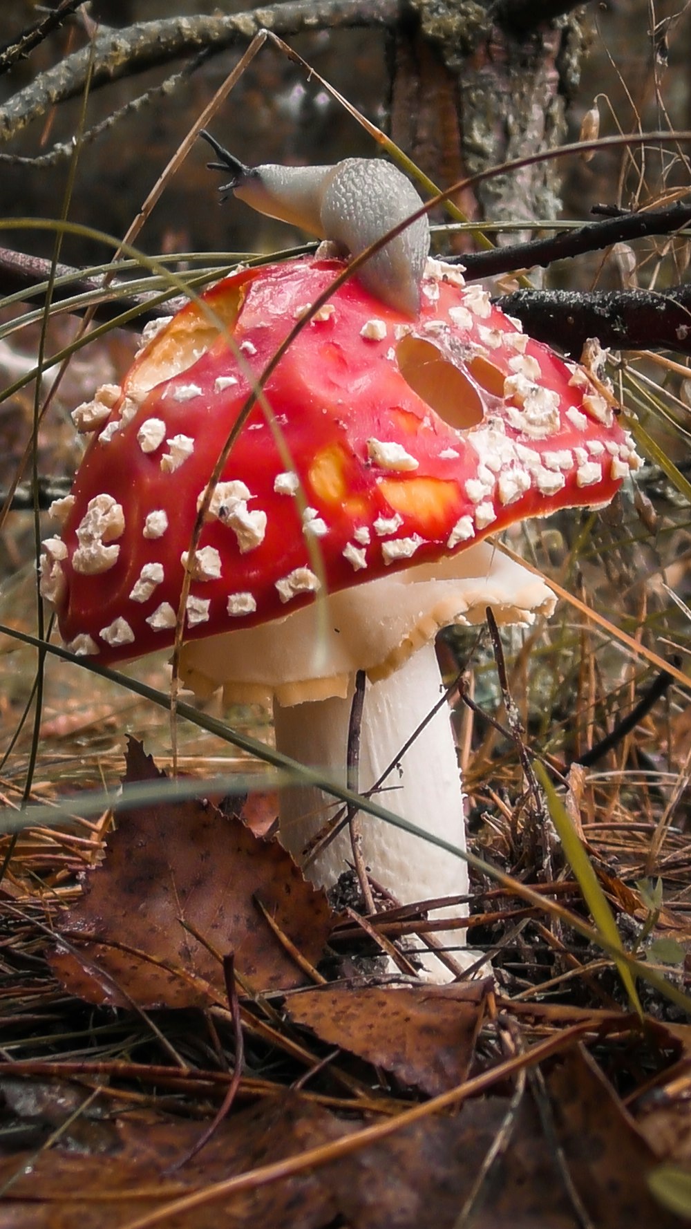 a red and white mushroom sitting on top of a forest floor