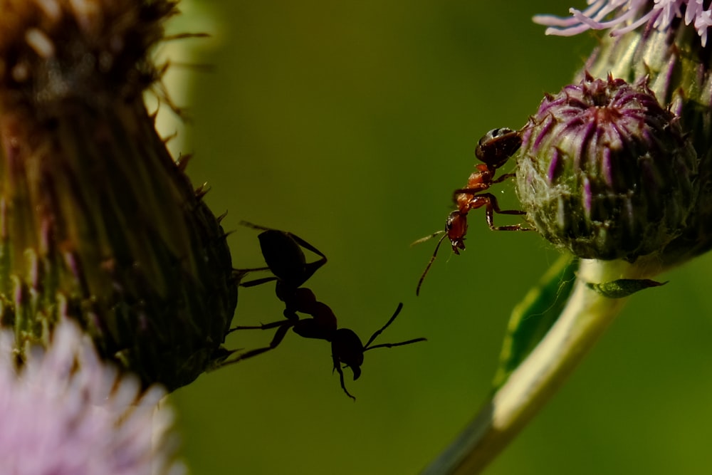 a bug on a flower with another bug in the background