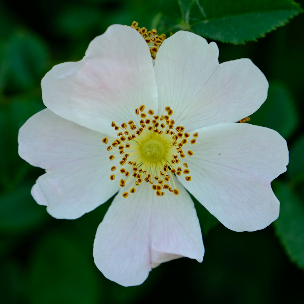 a white flower with a yellow center surrounded by green leaves