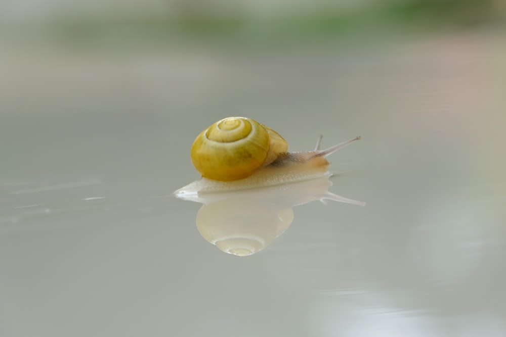 a snail with a yellow shell sitting on top of water
