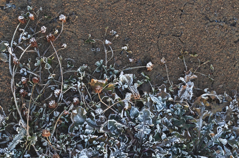 a close up of a plant with frost on it