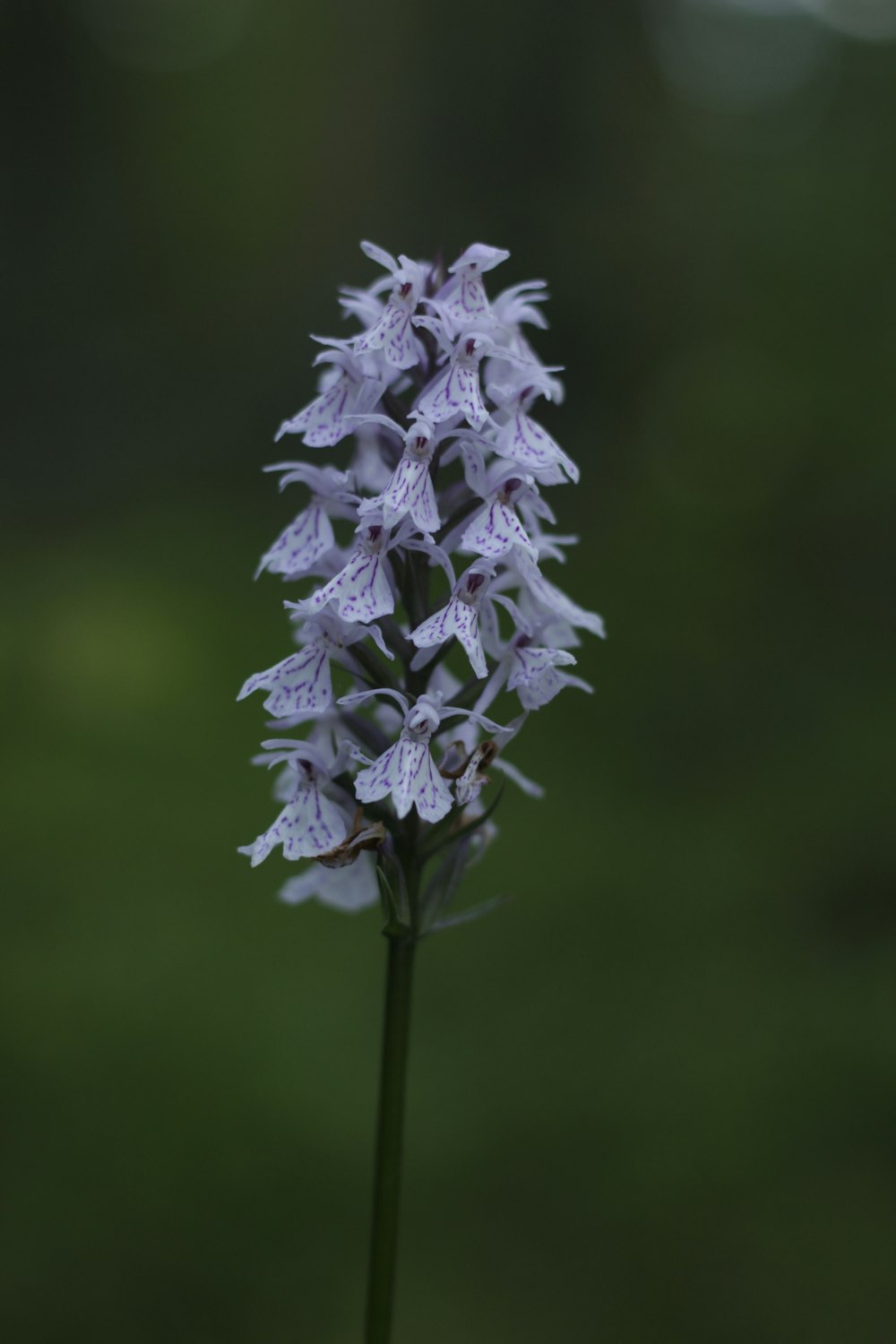 a close up of a purple flower with blurry background