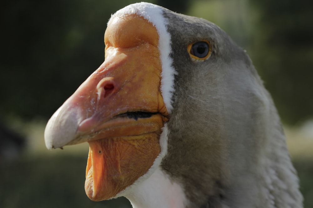 a close up of a duck with a very large beak