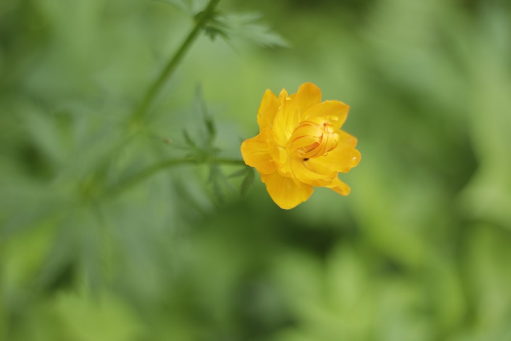 a yellow flower with green leaves in the background