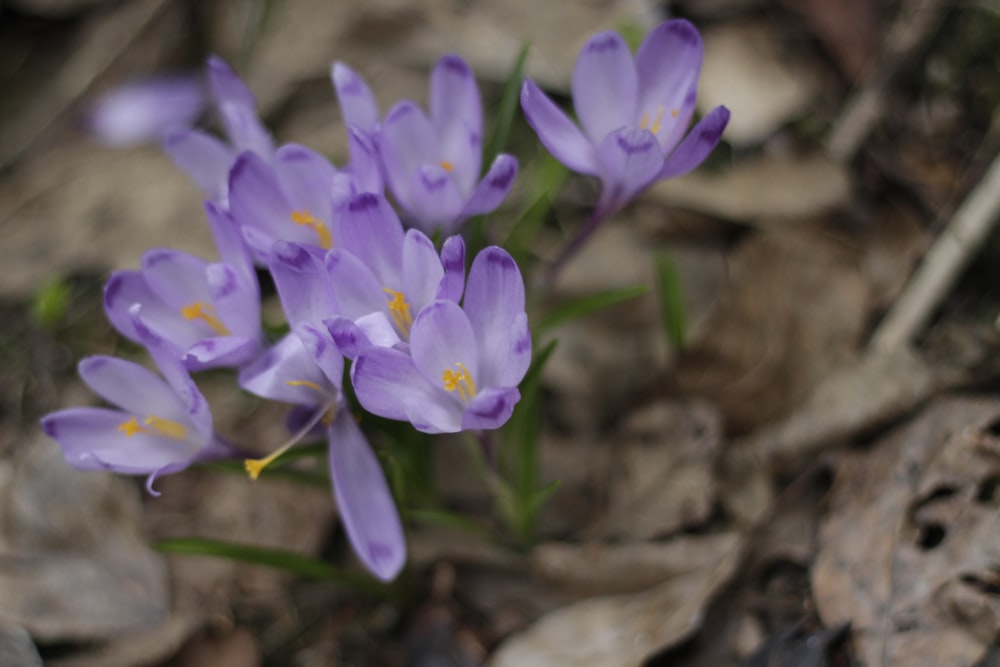 a group of purple flowers sitting on top of a forest floor