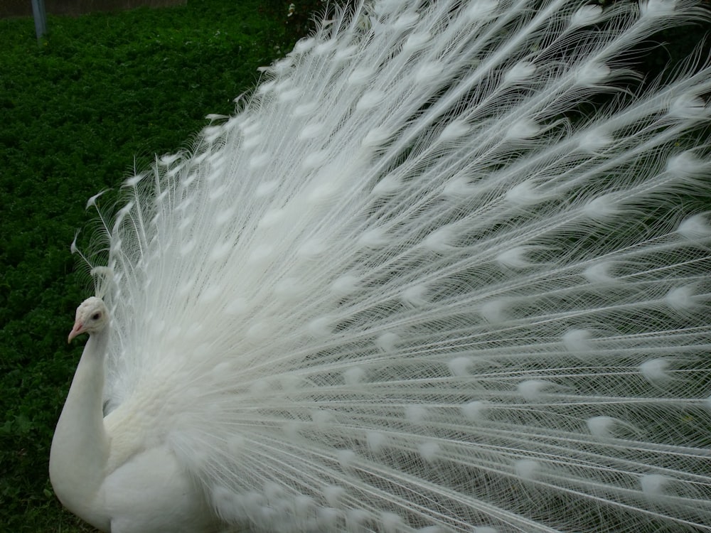 a white peacock with its feathers spread out