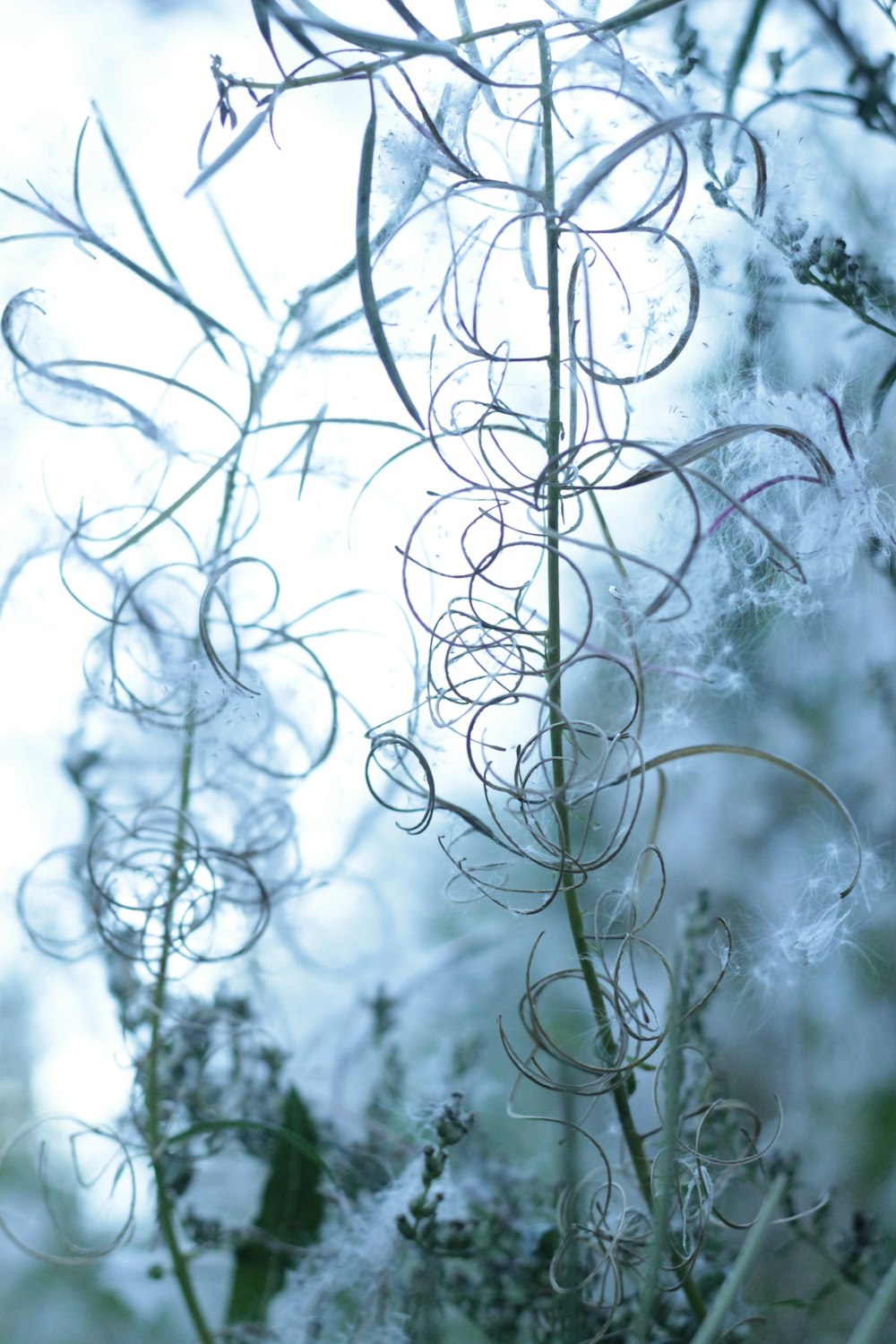 a close up of a plant with snow on it