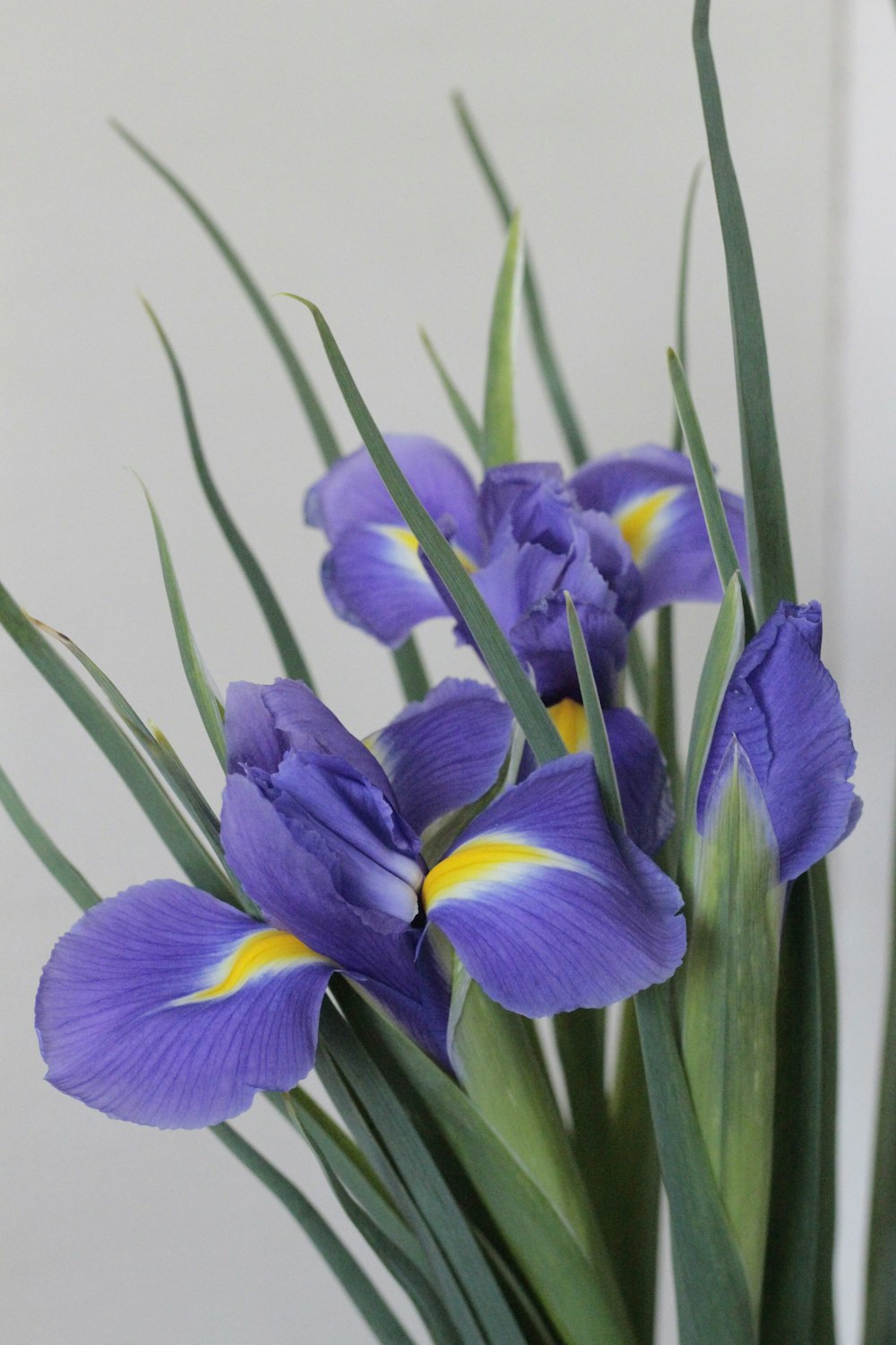 a vase filled with purple flowers on top of a table