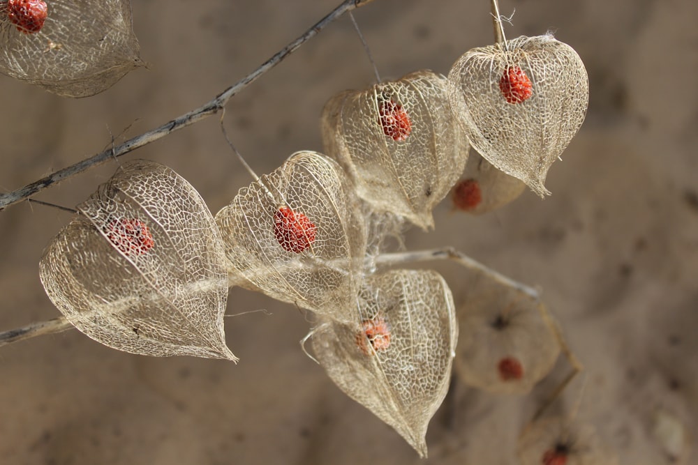 a bunch of leaves hanging from a tree