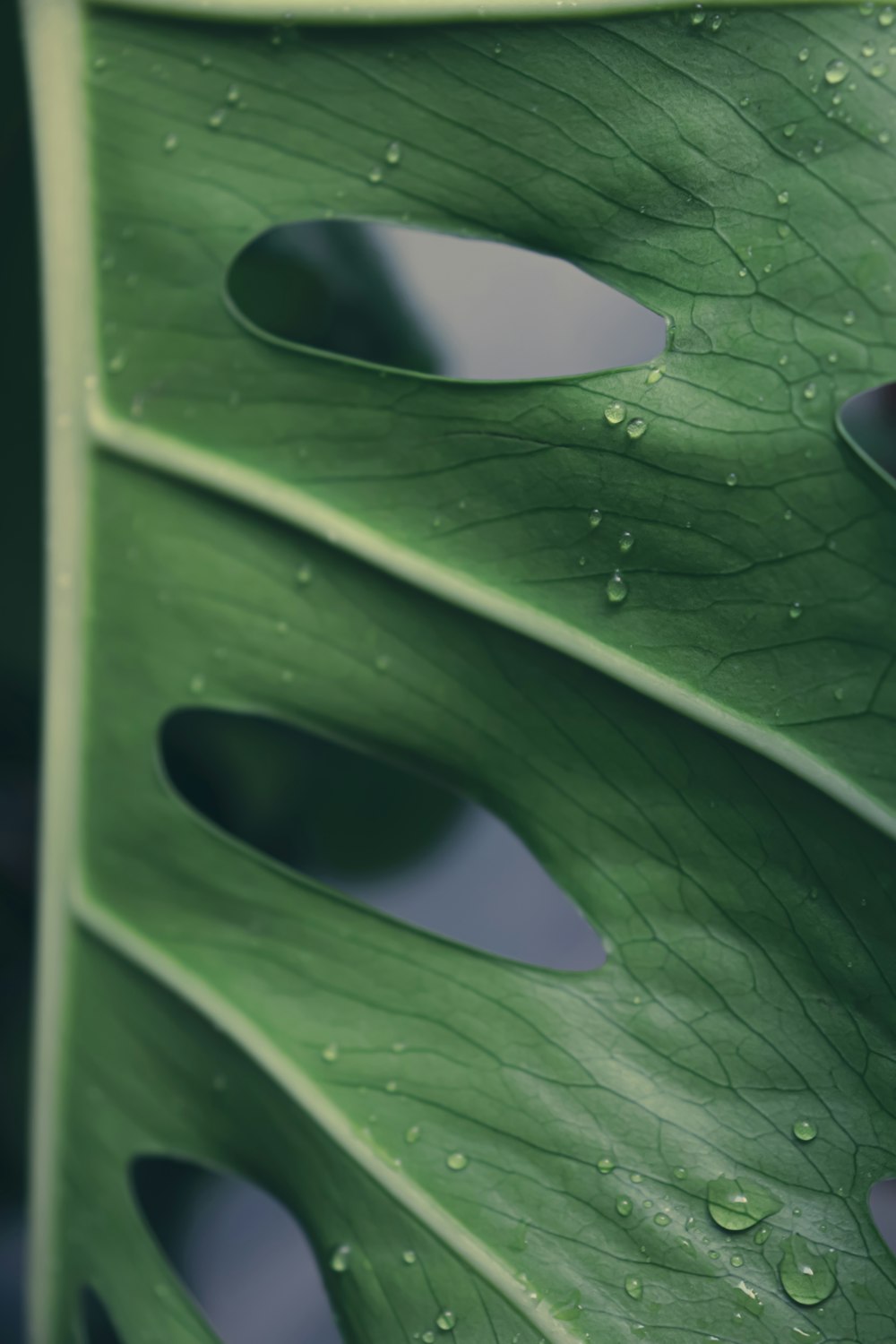 a green leaf with drops of water on it