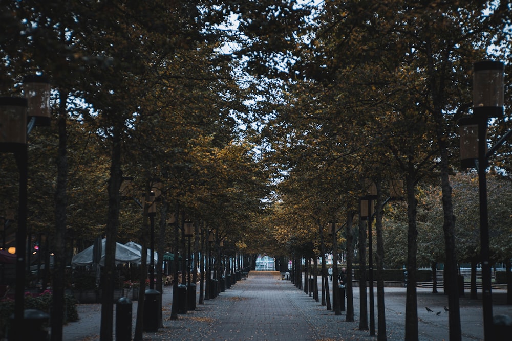 a street lined with lots of tall trees